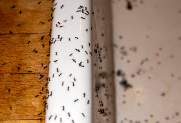 Trusted Owings Mills, MD Pest Control Experts