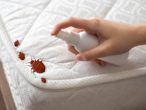 Flea Control Services in Owings Mills, MD