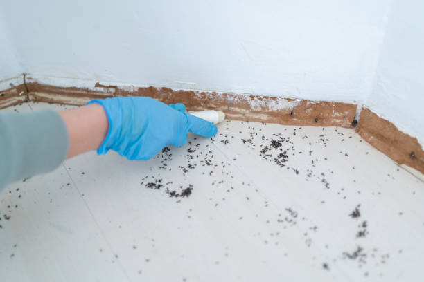 Best Bed Bug Extermination  in Owings Mills, MD